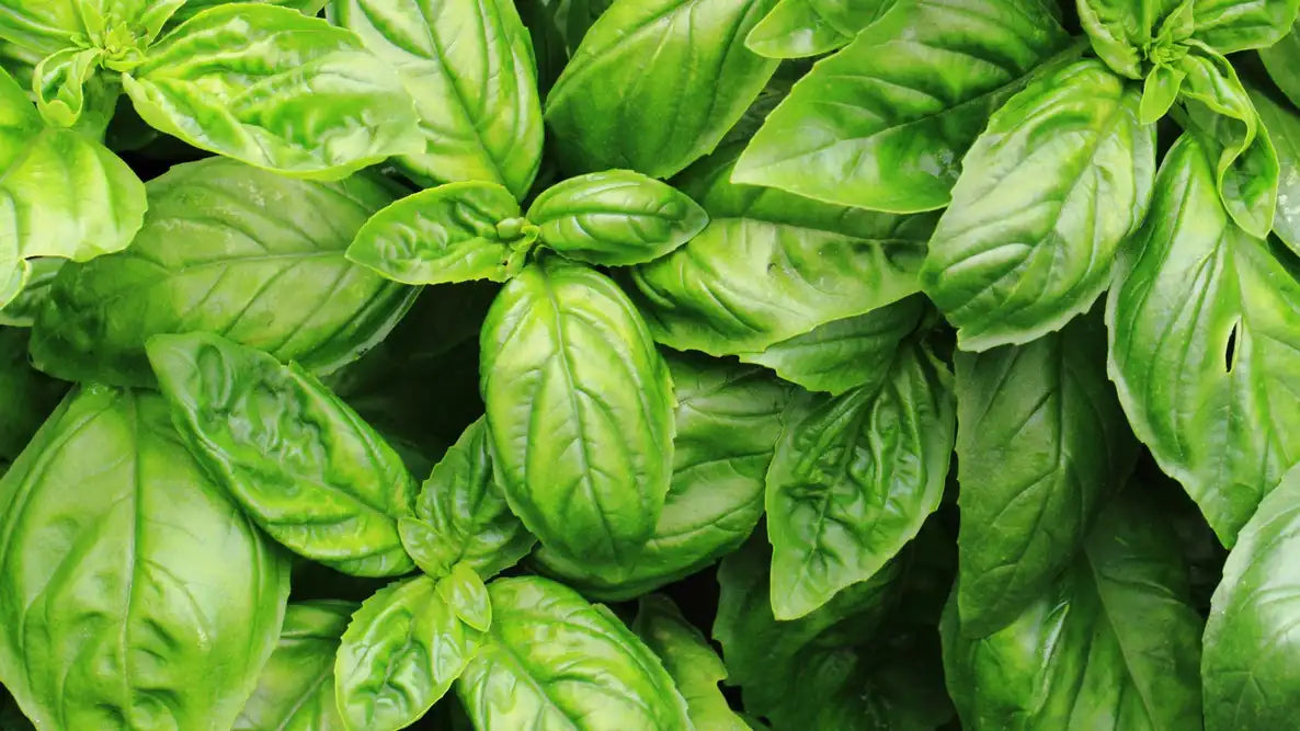 BASIL NON GMO | INDOOR OR OUTDOOR