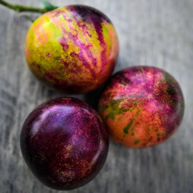 TOMATO PLANT BLACK STRAWBERRY | SPRING 2025