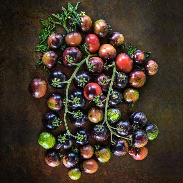 TOMATO PLANT BLACK STRAWBERRY | SPRING 2025