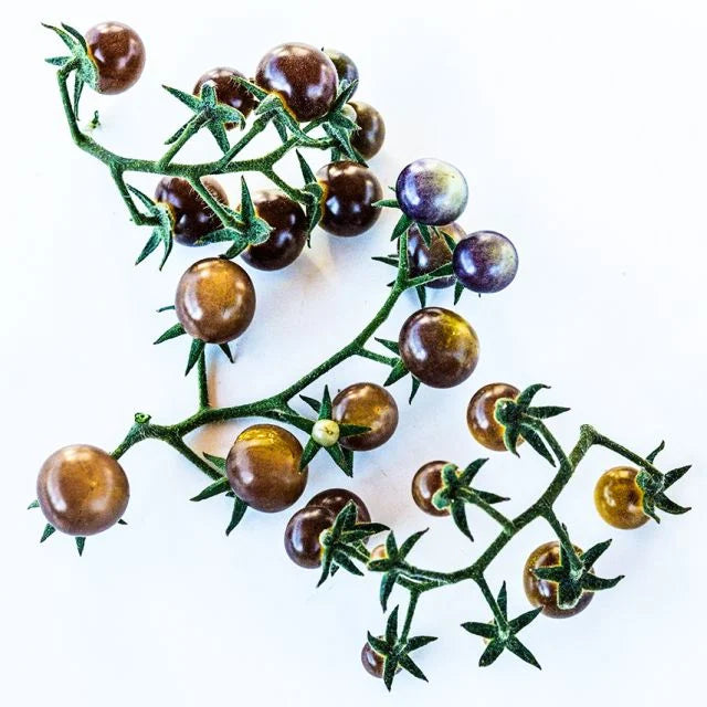 TOMATO PLANT BLUE CREAM BERRIES | SPRING 2025