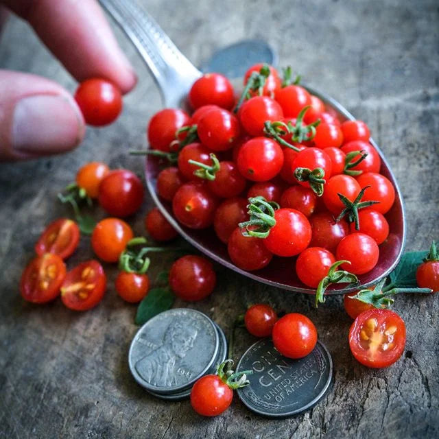 TOMATO PLANT SPOON | SPRING 2025
