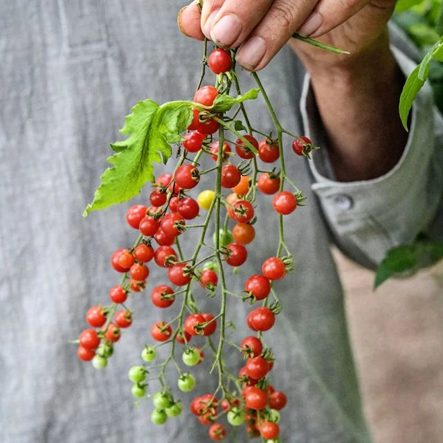 TOMATO PLANT SPOON | SPRING 2025