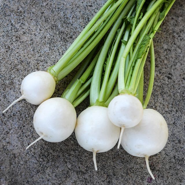 TURNIP PLANT MIYAMA | FALL 2025