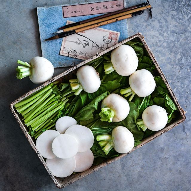 TURNIP PLANT MIYAMA | FALL 2025