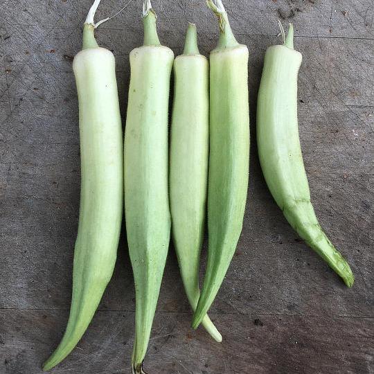 OKRA PLANT | Alabama White Velvet | spring 2025