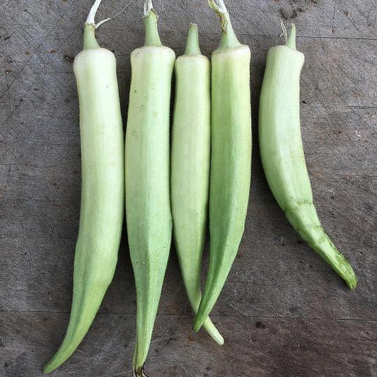 OKRA PLANT | Alabama White Velvet | spring 2025