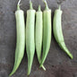 OKRA PLANT | Alabama White Velvet | spring 2025