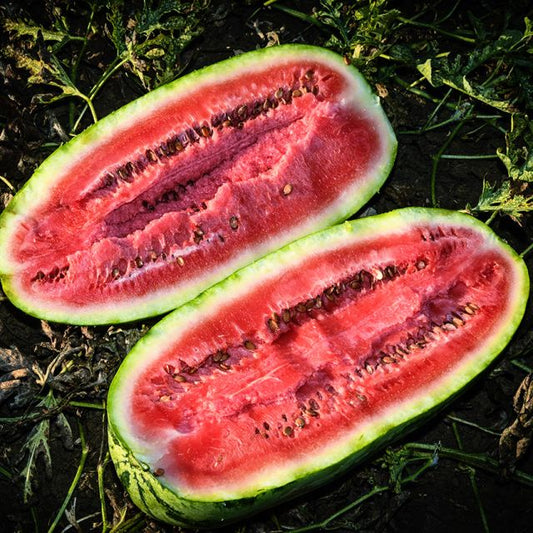 WATERMELON PLANT, KUROBE | spring 2025
