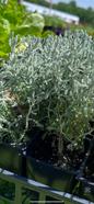 Gray Santolina | herb