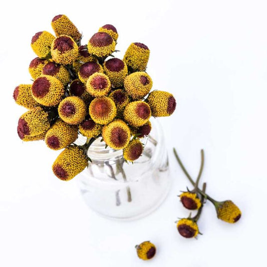 TOOTHACHE PLANT| BULLSEYE | spring 2025