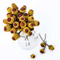 TOOTHACHE PLANT| BULLSEYE | spring 2025