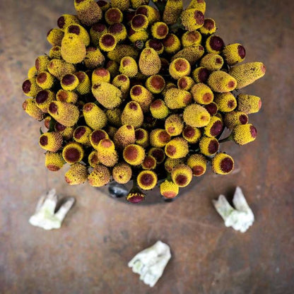 TOOTHACHE PLANT| BULLSEYE | spring 2025