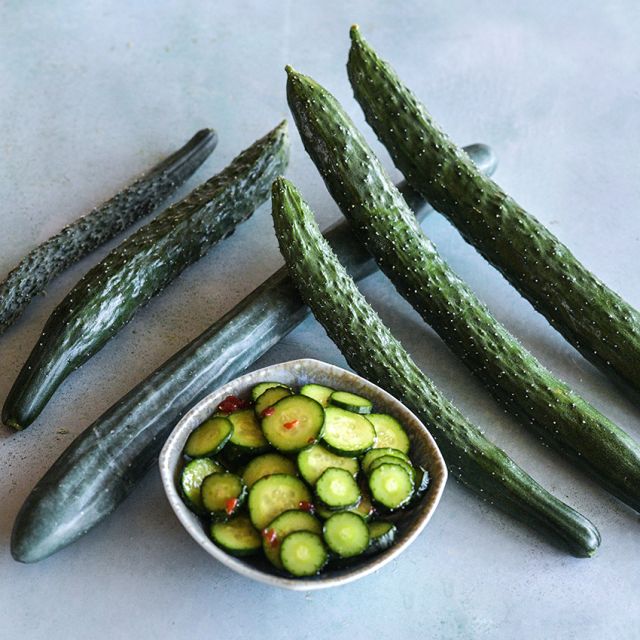 CUCUMBER  PLANT , CHINA JADE | Spring 2025