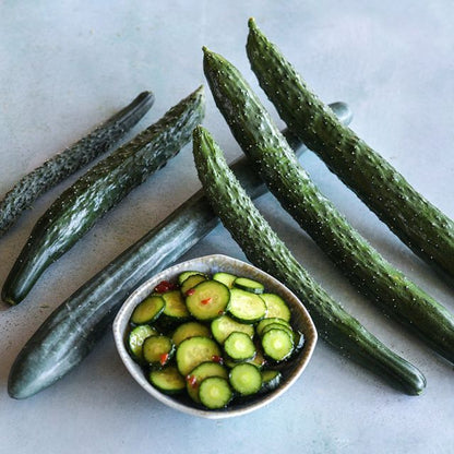CUCUMBER  PLANT , CHINA JADE | Spring 2025