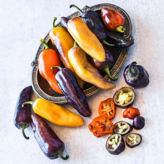 SWEET PEPPER PLANT, PIPPIN'S GOLDEN HONEY