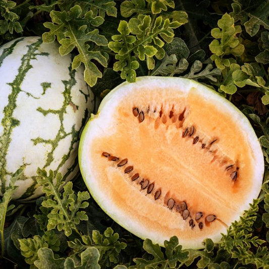 Watermelon Plant | Clay County Yellow Meat