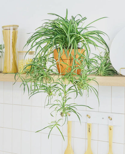 Bonnie Curly Spider Plant 4 or 6 inch pot live plant