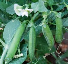 COWPEA PLANT, BLUE GOOSE | spring 2025