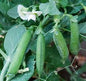 COWPEA PLANT, BLUE GOOSE | spring 2025