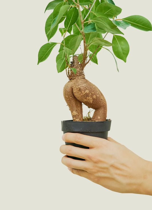Ficus ginseng