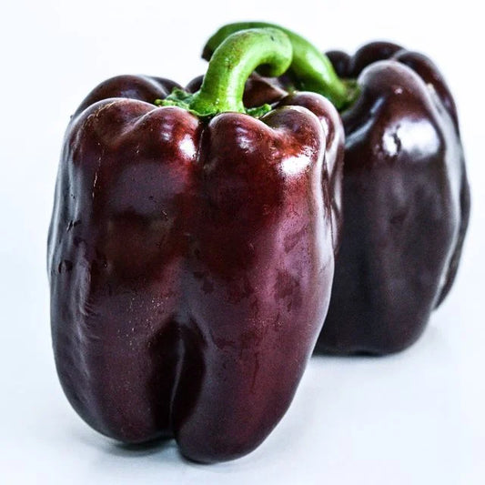 SWEET PEPPER  PLANT | CHOCOLATE BEAUTY | spring 2025 pre order