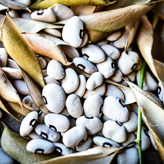 LIMA BEAN PLANT , ALABAMA BLACKEYED BUTTERBEAN | spring 2025