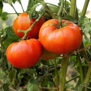 TOMATO PLANT BETTER BOY | SPRING 2025