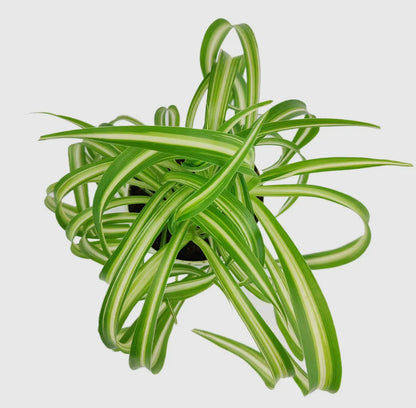Bonnie Curly Spider Plant 4 or 6 inch pot live plant