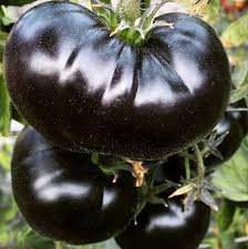 TOMATO PLANT BLACK SEA MAN | SPRING 2025
