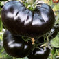 TOMATO PLANT BLACK SEA MAN | SPRING 2025