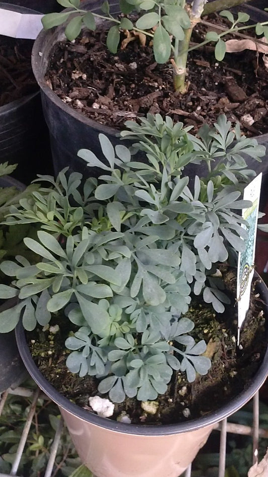 Rue | Herb of Grace