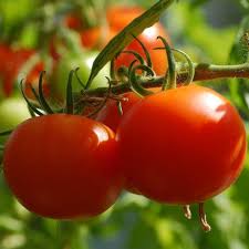 TOMATO PLANT CELEBRITY | SPRING 2025