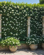 CLIMBING JASMINE PLANT | SPRING 2025