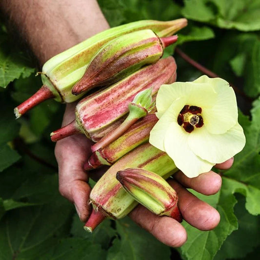 OKRA PLANT ALABAMA RED | spring preorder