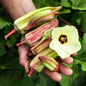 OKRA PLANT ALABAMA RED | spring preorder