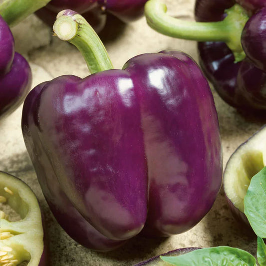 Purple Beauty  Bell Pepper | spring 2025