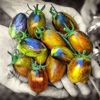 TOMATO PLANT BRADS ATOMIC GRAPE | SPRING 2025