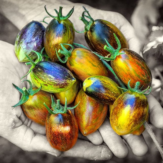 TOMATO PLANT BRADS ATOMIC GRAPE | SPRING 2025