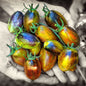TOMATO PLANT BRADS ATOMIC GRAPE | SPRING 2025