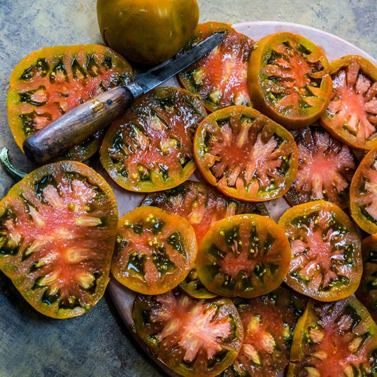 TOMATO PLANT THORBURNS TERRA COTTA | SPRING 2025