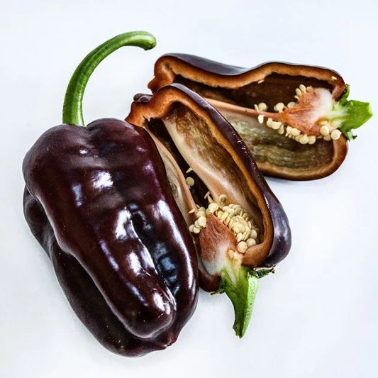 SWEET PEPPER PLANT | SWEET CHOCOLATE | spring preorder