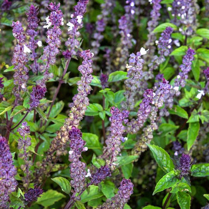 BASIL PLANT CINNAMON | SPRINT 2025