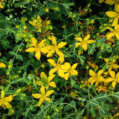 St. John’s Wart
