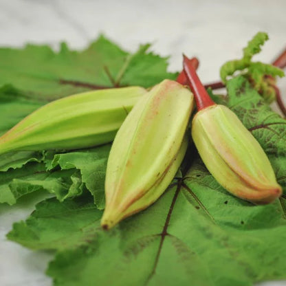 OKRA PLANT ALABAMA RED | spring preorder
