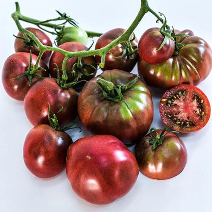 TOMATO PLANT BLACK FROM TULA | SPRING 2025