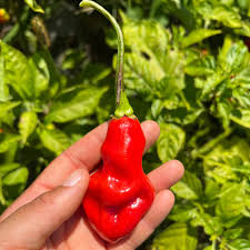 PEPPER PLANT Trinidad Pimento Peppers | Spring 2025