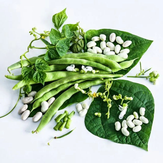 OLD HOMESTEAD BEAN | SPRING 2025