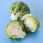 BRUSSEL SPROUTS | LONG ISLAND IMPROVED | BEST FOR FALL WINTER HARVEST
