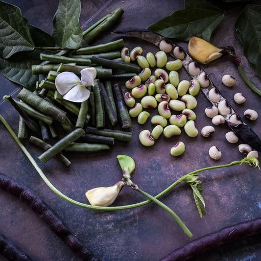 PURPLE HULL PINKEYE COWPEA | SPRING 2025