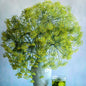 DILL PLANT | SPRING 2025